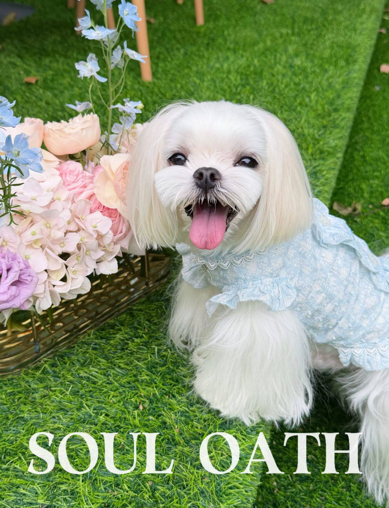Cooling Summer Dog Shirt | Lightweight Anti-Shedding & Breathable Pet Clothes for Small Dogs Pet Dress SOUL OATH