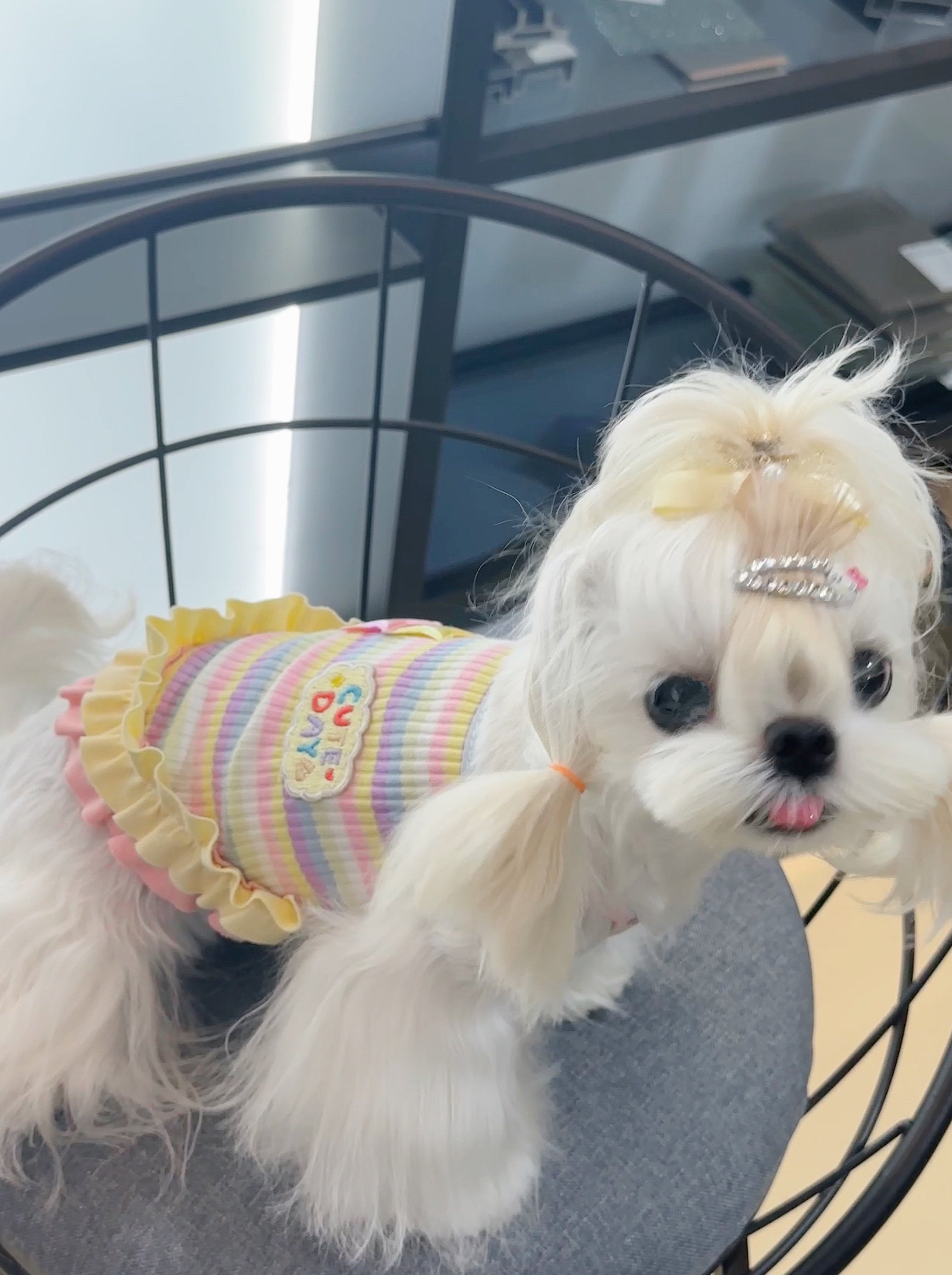 Dopamine Macaron Stripe Rib Knit Pet Dress for Small Dogs & Cats Pet Dress Miya