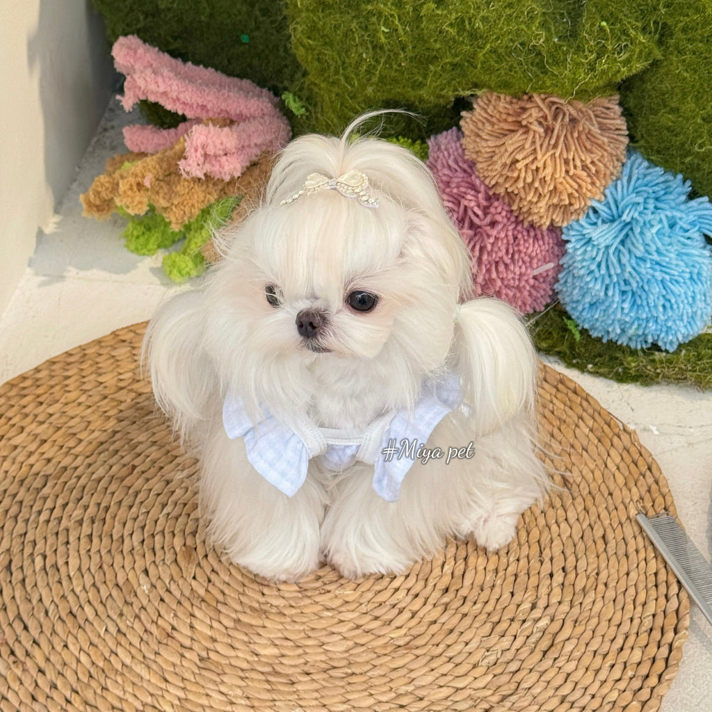 Cartoon Print Camisole Pet Dress Milk Blue Pet Dress Miya