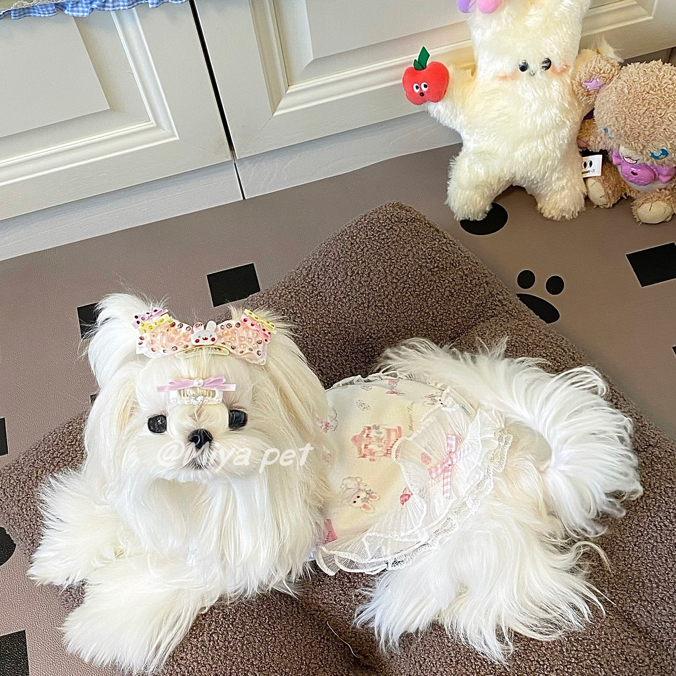 Sweetheart Print Lace Pet Dress Pet Dress Miya